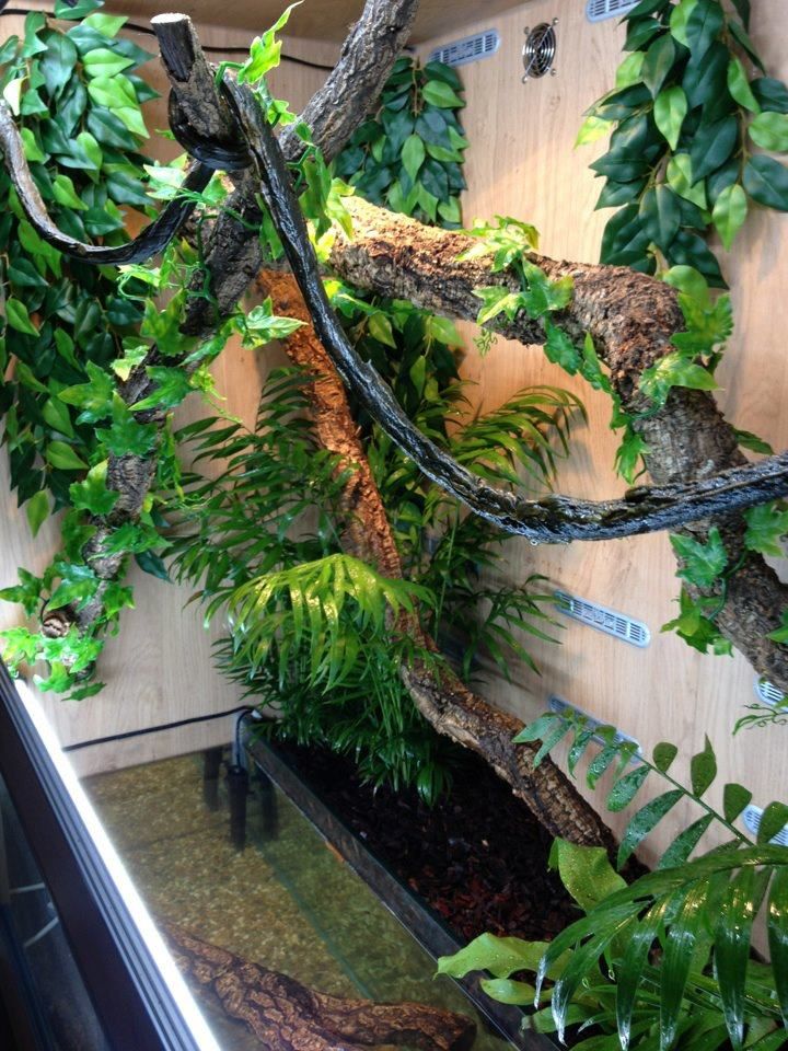 NEW Chinese Water Dragon vivarium (pic heavy) Reptile Forums